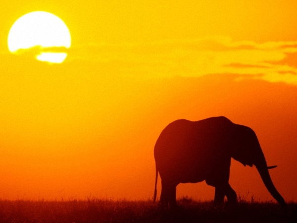 Elefante_en_Kenia